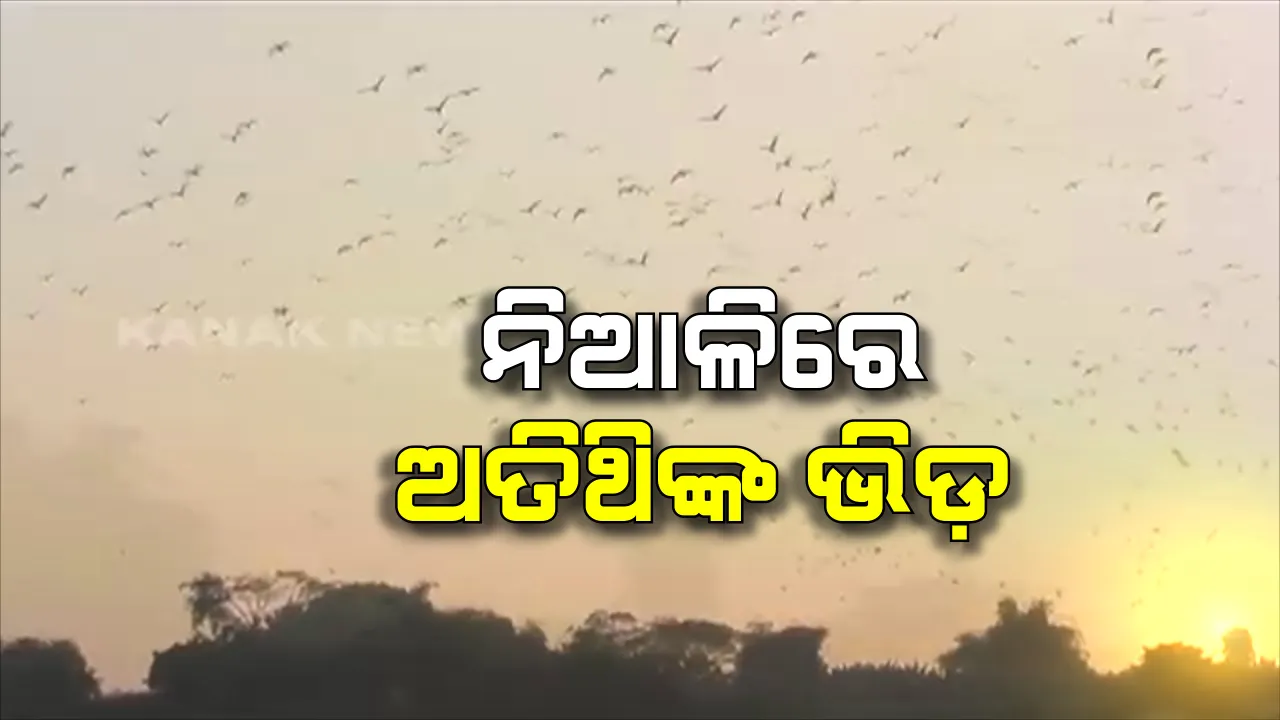  ନିଆଳିରେ ଅତିଥି ପକ୍ଷୀଙ୍କ ଭିଡ : ବିଦେଶୀ ପକ୍ଷୀଙ୍କ କିଚିରିମିଚିରି ଶବ୍ଦରେ ଉଠୁଛି ପଡ଼ୁଛି ଦେବୀ ଓ ତଅଁଳା ନଦୀ କୂଳ, ନଦୀର କୁଳୁକୁଳୁ ଶବ୍ଦ ସାଙ୍ଗକୁ ପକ୍ଷୀ କୋଳାହଳ ବାଟୋଇଙ୍କୁ କରୁଛି ଆକୃଷ୍ଟ