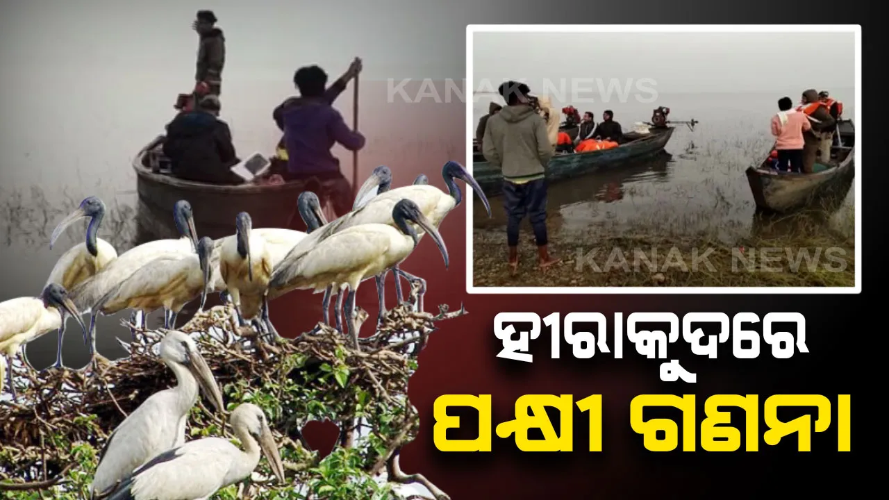  ହୀରାକୁଦରେ ଚାଲିଛି ପକ୍ଷୀଗଣନା । ୩ ଡିଭିଜନରେ ଗଣନା କରୁଛନ୍ତି ଗଣନାକାରୀ