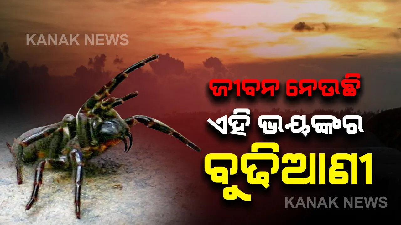  ନିଆଁ ପରେ ଅଷ୍ଟ୍ରେଲିଆରେ ଏବେ ବୁଢିଆଣୀ ଆତଙ୍କ । ୧୫ ମିନିଟରେ ଜୀବନ ନେଇଯାଉଛି ଏହି ଭୟଙ୍କର ବୁଢିଆଣୀ ।