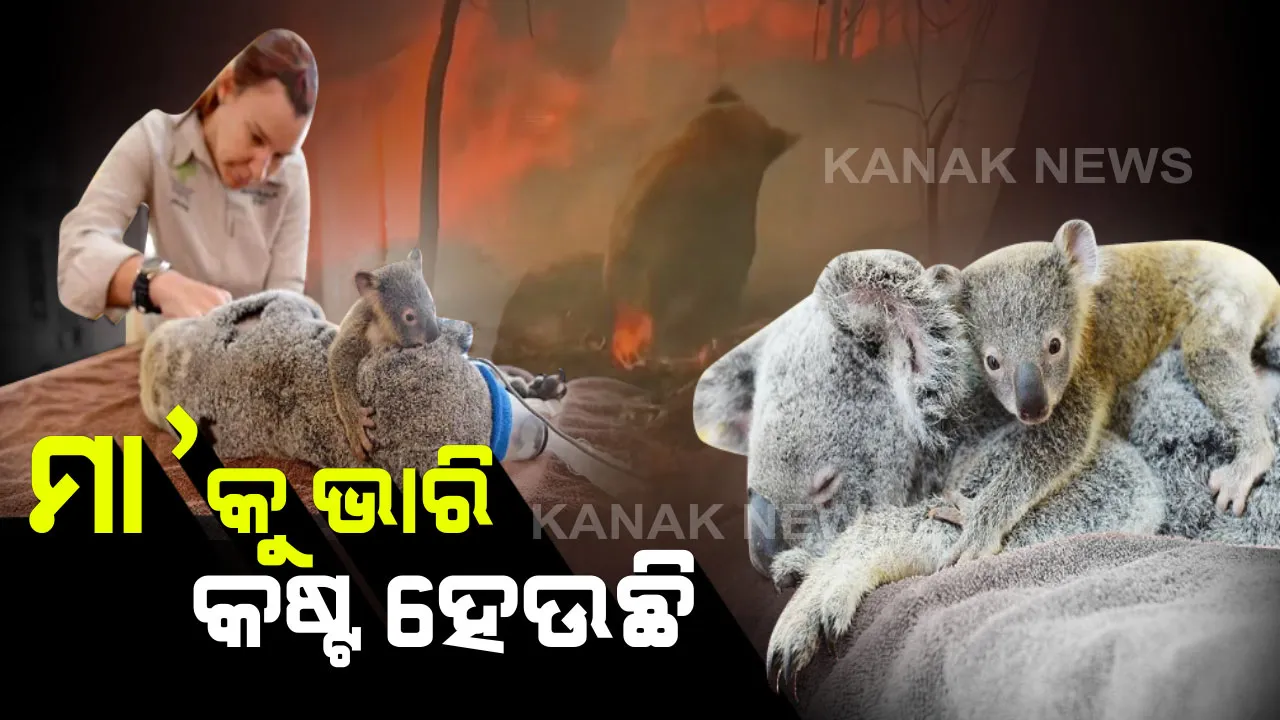  ନିଚ୍ଛକ ଭଲପାଇବାର ଜ୍ୱଳନ୍ତ ଉଦାହରଣ :  ନିଆଁରେ ପୋଡ଼ି ହୋଇ ଆହତ ହୋଇଥିଲା ମା’, ଅସ୍ତ୍ରୋପଚାର ଶେଷ ହେବାପର୍ଯ୍ୟନ୍ତ ମା’ କୋଆଲାକୁ ଜାବୁଡ଼ି ଧରିଥିଲା ଛୁଆ କୋଆଲା