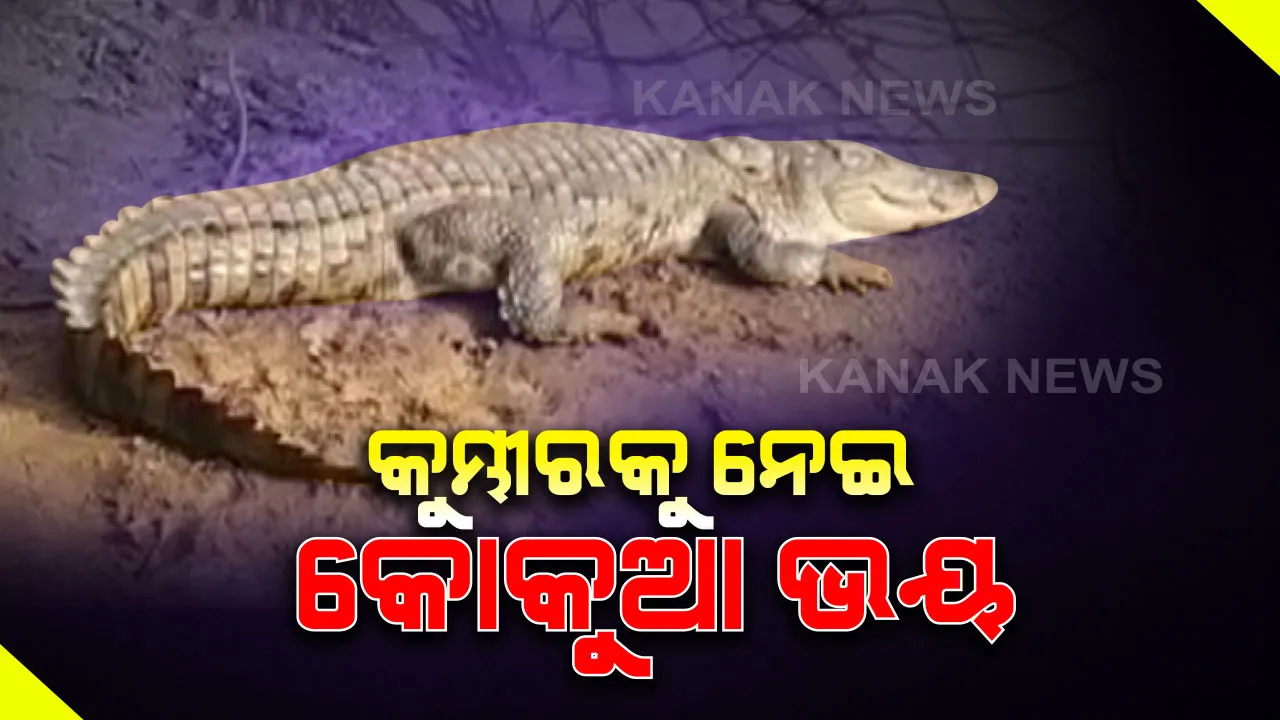  କୋରାପୁଟ ଜିଲ୍ଲା ବାଗଦେରୀ ଗାଁରେ କୁମ୍ଭୀର ଆତଙ୍କ । ନଦୀରୁ ଆସି ୪ ଦିନ ହେଲା ଗାଁ ପୋଖରୀରେ ଥିଲେ ୨ କୁମ୍ଭୀର