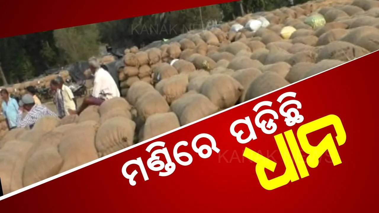  ପୂରିଲା ଟାର୍ଗେଟ କିନ୍ତୁ ଆସୁନାହାନ୍ତି ମିଲର୍ସ । ଟୋକନ ଥାଇ ବି ମଣ୍ଡିରେ ପଡି ରହିଛି ହଜାର ହଜାର ବସ୍ତା ଧାନ, ଚିନ୍ତାରେ ଶହ ଶହ ଚାଷୀ