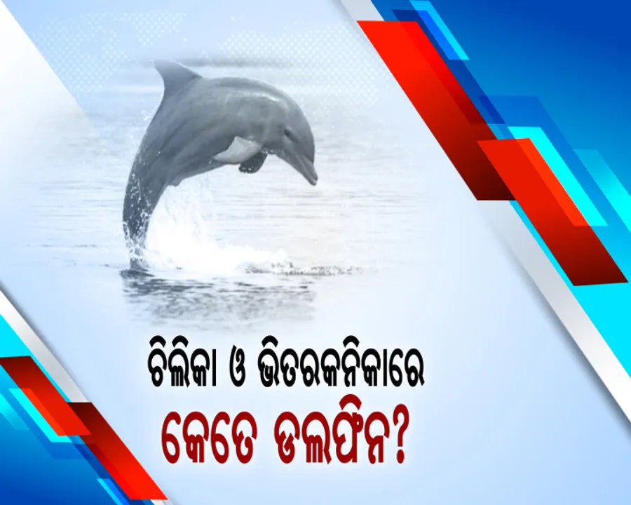  ଆଜିଠୁ ଚିଲିକାରେ ଡଲଫିନ ଗଣନା  । ୧୮ଟି ଦଳରେ ଗଣନା କରିବେ ୫୦ ଜଣ ବିଶେଷଜ୍ଞ । ସକାଳ ୬ରୁ ଦିନ ୧୨ଟା ଯାଏଁ ଚାଲିବ ଗଣନା