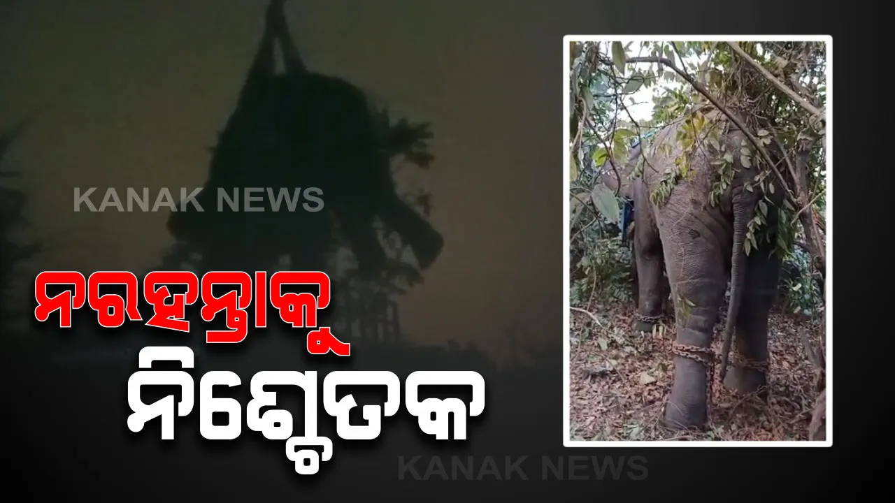  ତାଳଚେରରେ ଉତ୍ପାତ କରୁଥିବା ନରହନ୍ତା ହାତୀକୁ ଟ୍ରାଙ୍କୁଲାଇଜ୍ କଲା ବନବିଭାଗ : କପିଳାସ ଚିଡିଆଖାନାକୁ ନେବାକୁ ଉଦ୍ୟମ ବେଳେ ଭାଙ୍ଗିଗଲା ଟ୍ରକ, କିଛି ମାସ ଭିତରେ ୬ଜଣଙ୍କୁ ମାରିଥିଲା ଦନ୍ତା