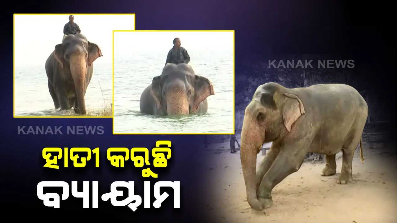 ହାତୀ ବି ରହିବ ଫିଟ୍ : ବୁଝୁଛି ବ୍ୟାୟାମର ଉପକାରିତା । ସୁ୍ସ୍ଥ ରହିବା ପାଇଁ ଦିନକୁ ୧୦ ମିନିଟି କରୁଛି ବ୍ୟାୟାମ, ମାହୁନ୍ତକୁ ପିଠିରେ ବସାଇ ମହାନଦୀରେ କରୁଛି ଜଳକ୍ରୀଡା