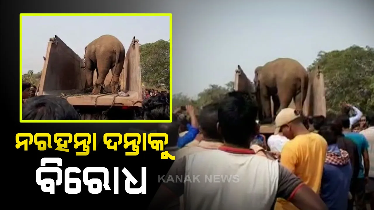  ନୟାନ୍ତ କଲାଣି ନରହନ୍ତା ଦନ୍ତା! ୪ଜଣଙ୍କ ଜୀବନ ନେଇଥିବା ହାତୀକୁ ଜଙ୍ଗଲରେ ନଛାଡ଼ିବା ପାଇଁ ସ୍ଥାନୀୟ ଲୋକଙ୍କ ବିରୋଧ, ବିଚ୍ ରାସ୍ତାରେ ପ୍ରବଳ ଉତ୍ତେଜନା ।