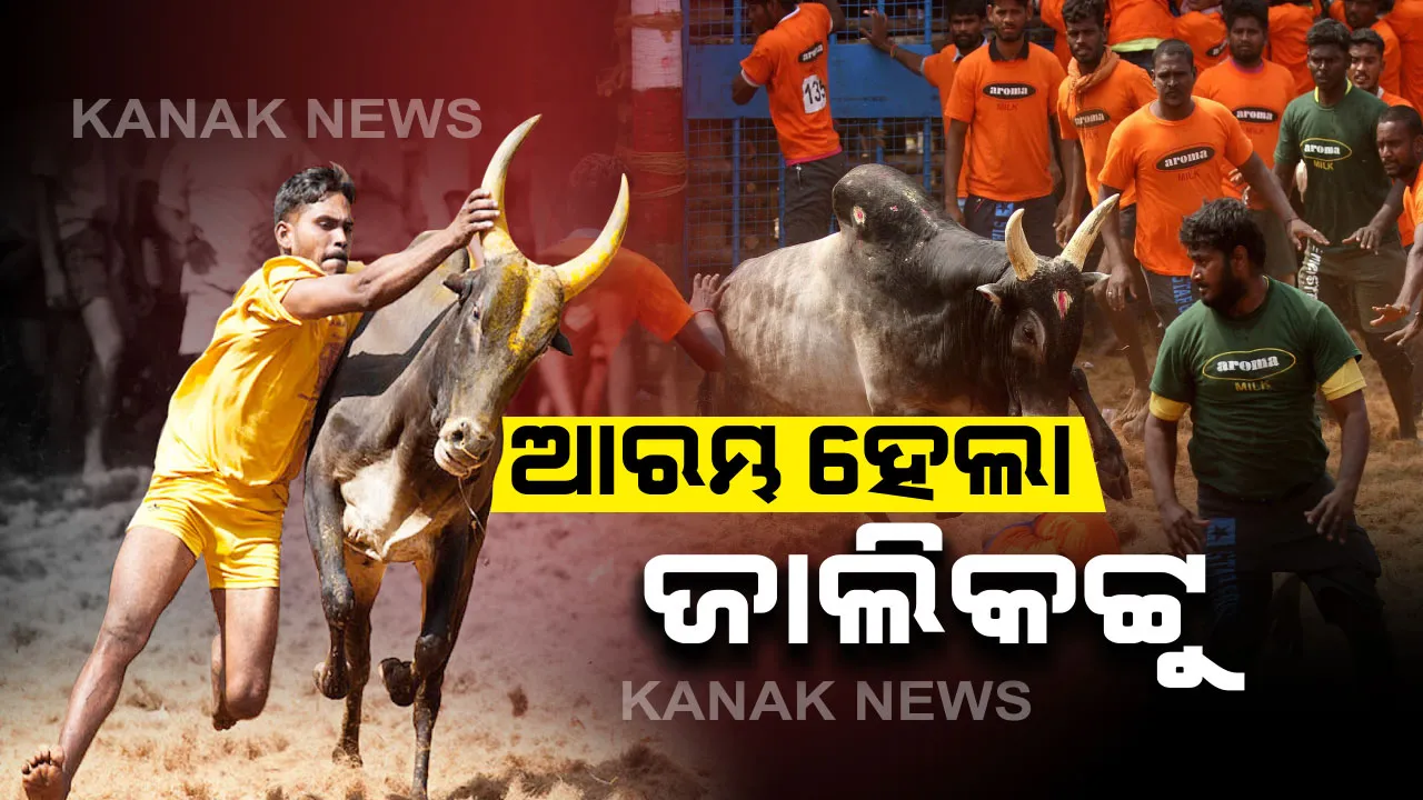  ମଦୁରାଇରେ ଆରମ୍ଭ ହେଲା ପାରମ୍ପରିକ ଉତ୍ସବ ଜାଲିକଟ୍ଟୁ । ଚଳିତବର୍ଷ ମୈଦାନରେ ଅଛନ୍ତି ୭୦୦ଷଣ୍ଢ