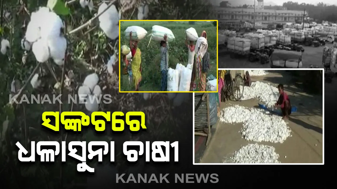  ସଙ୍କଟରେ ଧଳାସୁନା ଚାଷୀ । ବିକ୍ରି ହୋଇନପାରି ରାୟଗଡାର ଆରଏମସି ମାର୍କେଟ ୟାର୍ଡରେ ଠିଆ ହୋଇଛି ଶହ ଶହ କପା ବୋଝେଇ ଟ୍ରକ, ବର୍ଷା ଆଣିପାରେ ଦୁର୍ଦ୍ଦଶା