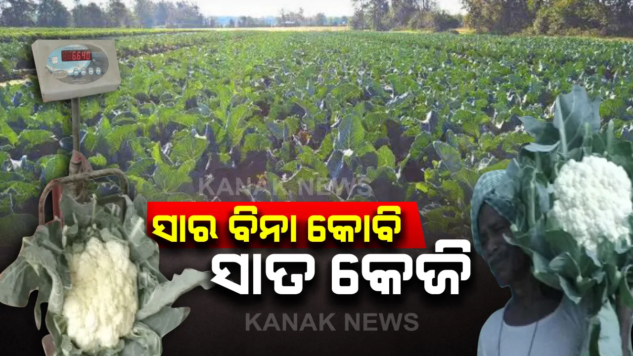  ଗୋଟିଏ ଫୁଲ କୋବିର ଓଜନ ୭ କେଜି । ରସାୟନିକ ନୁହେଁ ଜୈବିକ ପ୍ରଣାଳୀରେ ଚାଷ ହେଉଛି, ରାଜ୍ୟ ବାହାରକୁ ବି ରପ୍ତାନୀ ହେଉଛି ।