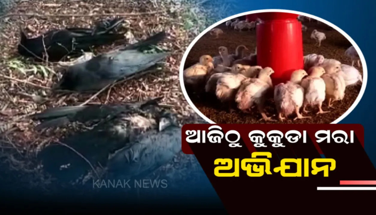  ଭୁବନେଶ୍ୱରରେ ବାର୍ଡ ଫ୍ଲୁ ପାଇଁ ଆଜିଠୁ କୁକୁଡାମରା ଅଭିଯାନ ଆରମ୍ଭ : ଓୟୁଏଟିରେ ୧ କି.ମି. ପରିସରରେ ମରାଯିବ କୁକୁଡା,ପର୍ଯ୍ୟଟକଙ୍କ ପାଇଁ ବନ୍ଦ ରହିବ ନନ୍ଦନକାନନ ପକ୍ଷୀବିହାର