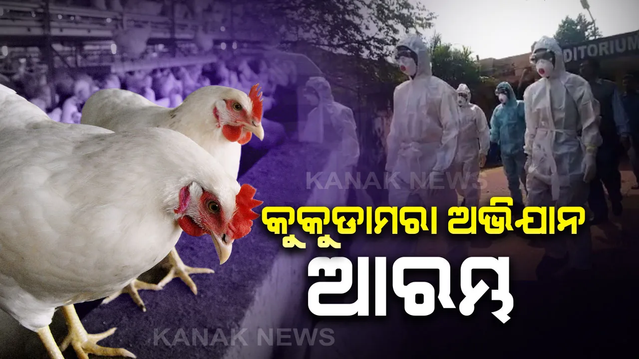  ବାର୍ଡ ଫ୍ଲୁ ପାଇଁ ଭୁବନେଶ୍ୱର ଓୟୁଏଟିରେ ଆରମ୍ଭ ହେଲା କୁକୁଡା ମରା ଅଭିଯାନ : ବିଶ୍ୱବିଦ୍ୟାଳୟର ୧ କିଲୋମିଟର ପରିସରରେ ମରାଯାଉଛି କୁକୁଡା, ୧୨ଟି ରାପିଡ ଆକ୍ସନ ଫୋର୍ସ ନିୟୋଜିତ