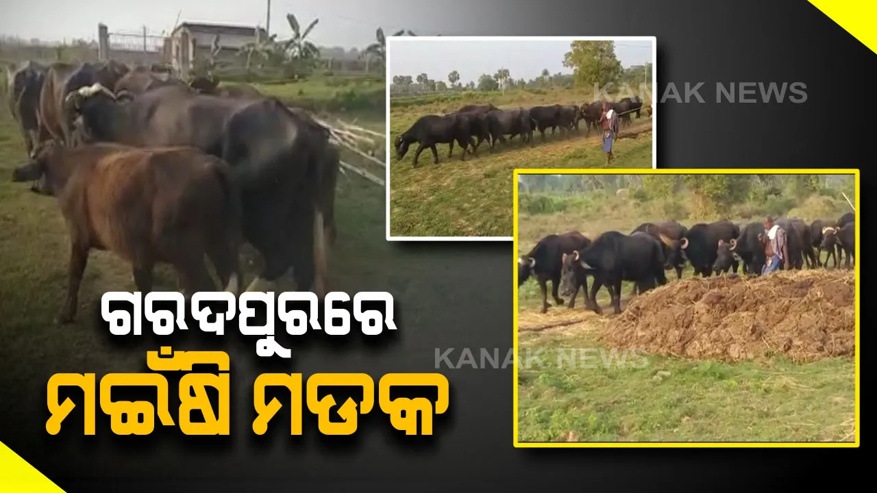  କେନ୍ଦ୍ରାପଡା ଗରଦପୁରରେ ମଇଁଷି ମଡ଼କ :୩ ଦିନରେ ମଲେଣି ୩୦ରୁ ଅଧିକ ମଇଁଷି, ଆଜିଠାରୁ ଆରମ୍ଭ ହେବ ଟୀକାକରଣ