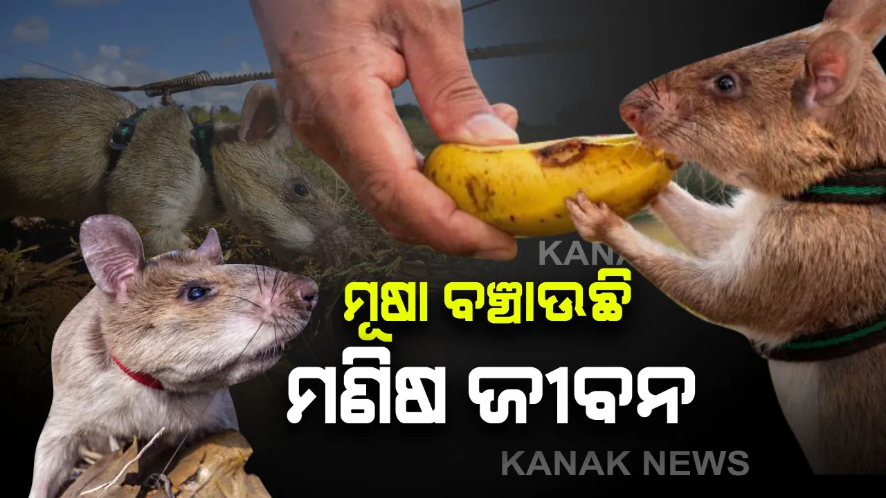 ଏହି ଦେଶରେ ମୂଷା ବଞ୍ଚାନ୍ତି ମଣିଷଙ୍କ ଜୀବନ : ପୋଲିସ୍ କୁ ସନ୍ଧାନୀ କୁକୁର ନୁହେଁ ସନ୍ଧାନୀ ମୂଷା କରୁଛି ସାହାଯ୍ୟ । ଦୁନିଆ କରୁଛି ମୂଷାଙ୍କୁ ସଲାମ୍ 