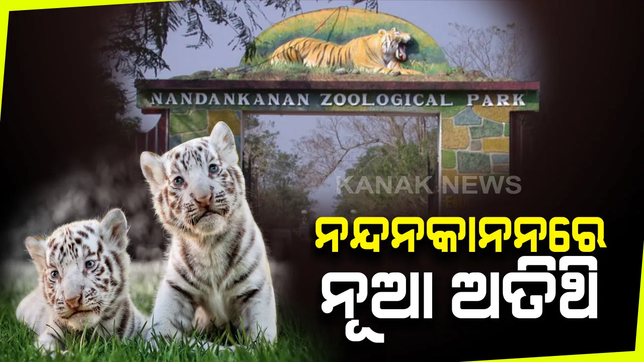  ନନ୍ଦନକାନନରେ ନୂଆ ଅତିଥି : ଧଳା ବାଘୁଣୀ ସ୍ନେହା ଜନ୍ମଦେଲା ଦୁଇ ଧଳା ବାଘ ଛୁଆ