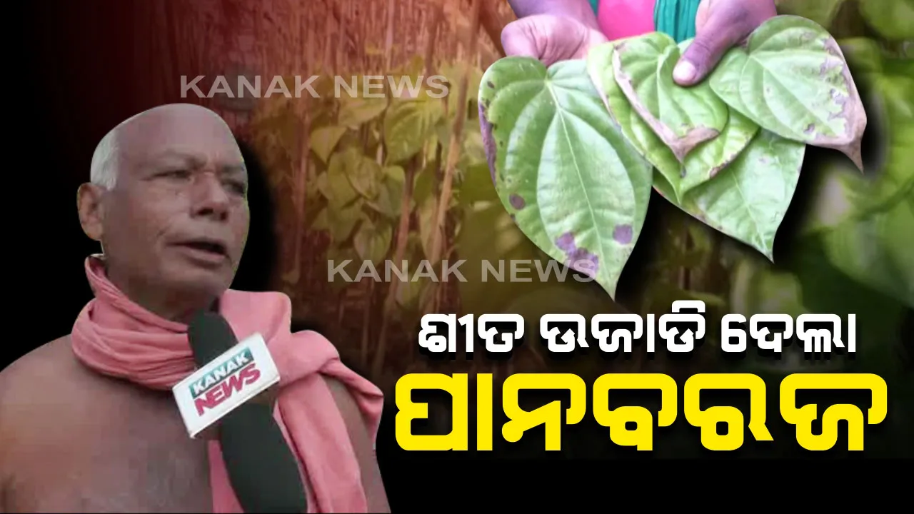  ଶୀତ ଉଜାଡିଦେଲା ପାନବରଜ । ଥଣ୍ଡା ପାଇଁ ନିଆଳି ପାନଚାଷୀଙ୍କୁ ମୁଣ୍ଡରେ ଚଡକ, ପୋଡିଯାଉଛି ପାନପତ୍ର : ଚାରିହଜାରରୁ ଅଧିକ ପାନବରଜ ନଷ୍ଟ