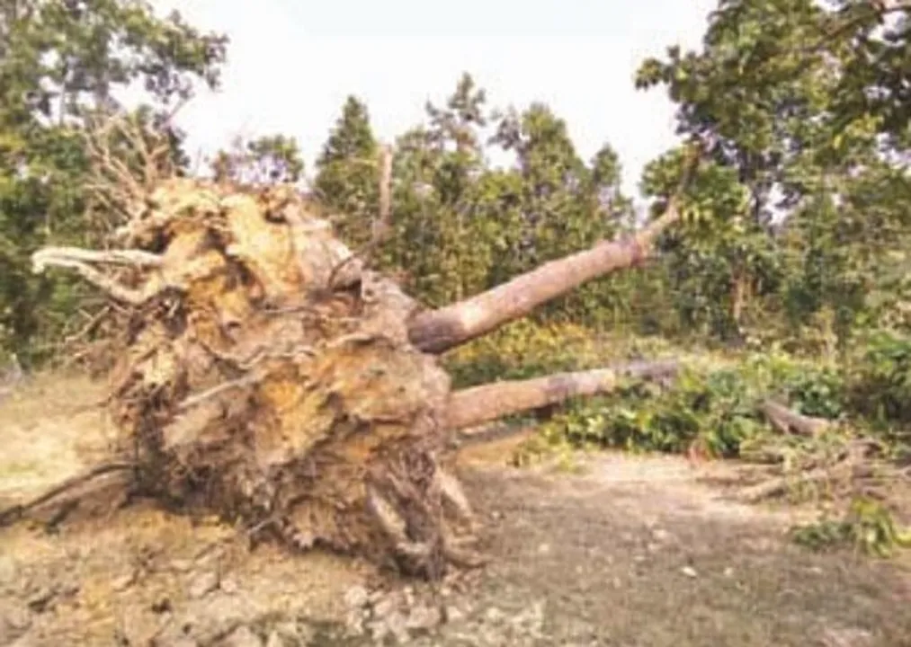  କେନ୍ଦୁଝରରେ ତାଣ୍ଡବ ରଚିଲା ଘୂର୍ଣ୍ଣିଝଡ । ଉପୁଡିପଡିଲା ବିଶାଳକାୟ ଗଛ, ଉଡିଗଲା ଅନେକ ଘରର ଛାତ