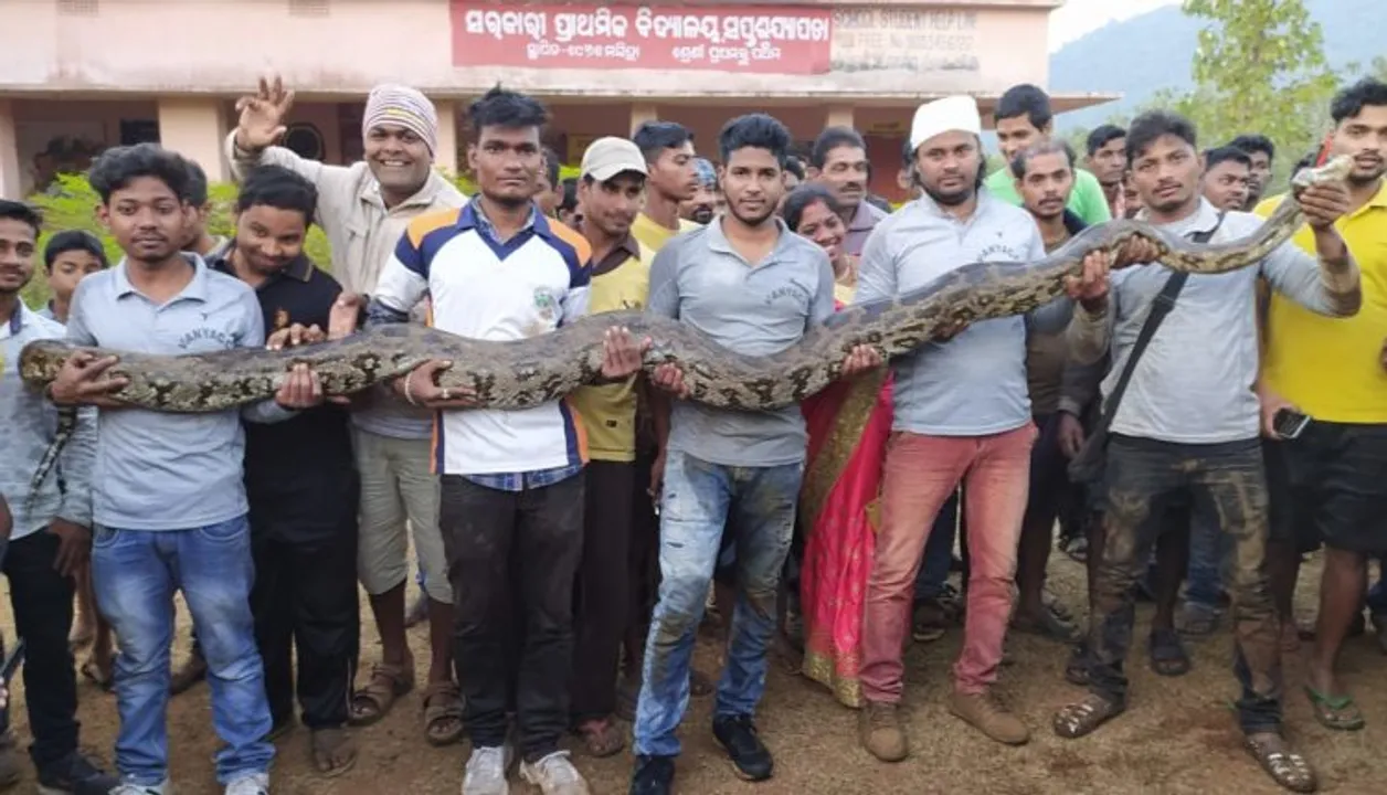  ହୋମ୍‌ ପାଇପ୍‌ ଭିତରୁ ବାହାରିଲା ୬ଟି ବିଶାଳ ଅଜଗର ସାପ । ଗ୍ରାମବାସୀ ଭୟଭୀତ ।