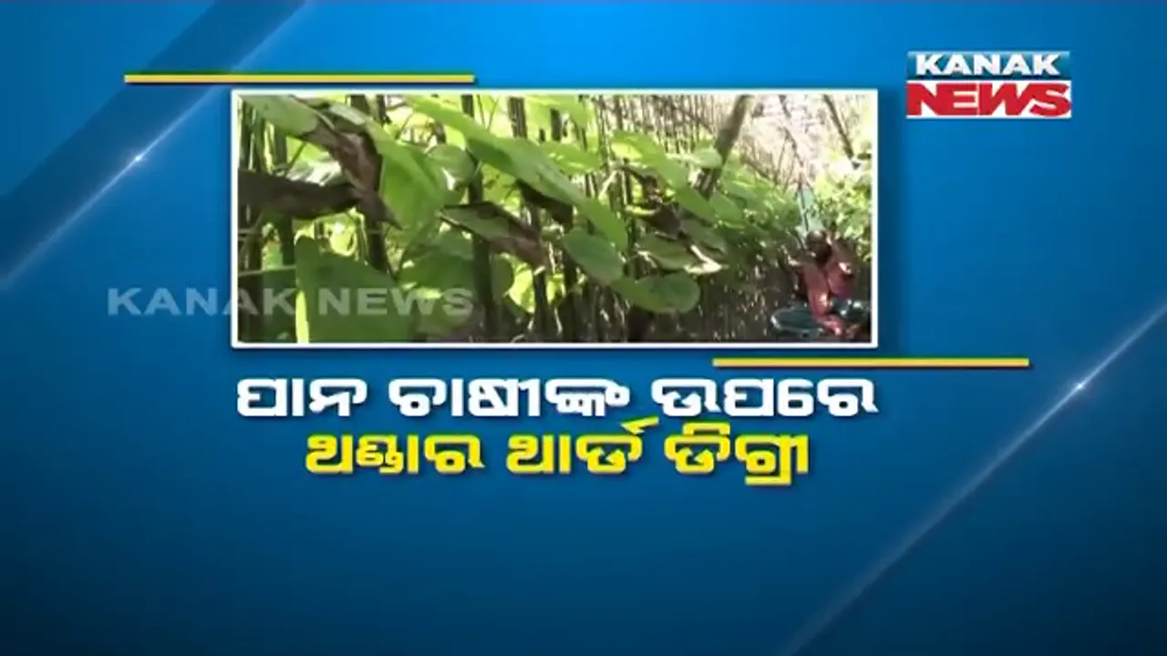  ପାନ ଚାଷୀଙ୍କ ଉପରେ ଥଣ୍ଡାର ଥାର୍ଡ ଡିଗ୍ରୀ । ପ୍ରବଳ ଶୀତରେ ଜଳିଯାଉଛି ପାନ ପତ୍ର, ପାନ ବରଜକୁ ଦେଖିଲେ କାନ୍ଦୁଛି ଚାଷୀର ମନ ।