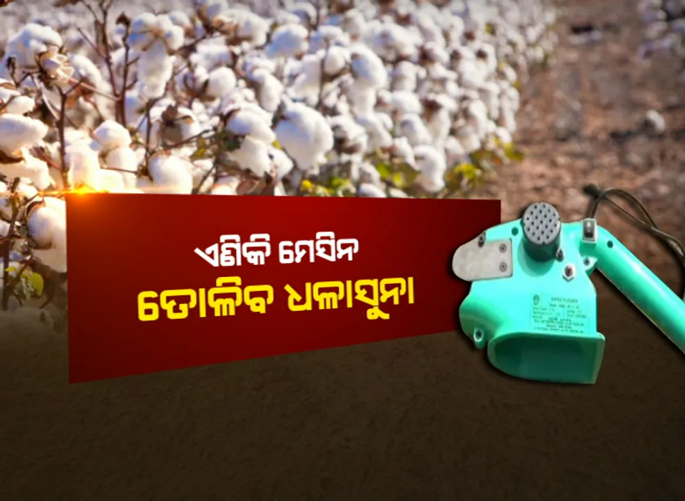  କପାଚାଷୀଙ୍କ ଉପରେ ସରକାରଙ୍କ ଶୁଭ ଦୃଷ୍ଟି : ଆଉ ହାତରେ ନୁହଁ, ମେସିନ ତୋଳିବ ଧଳାସୁନା