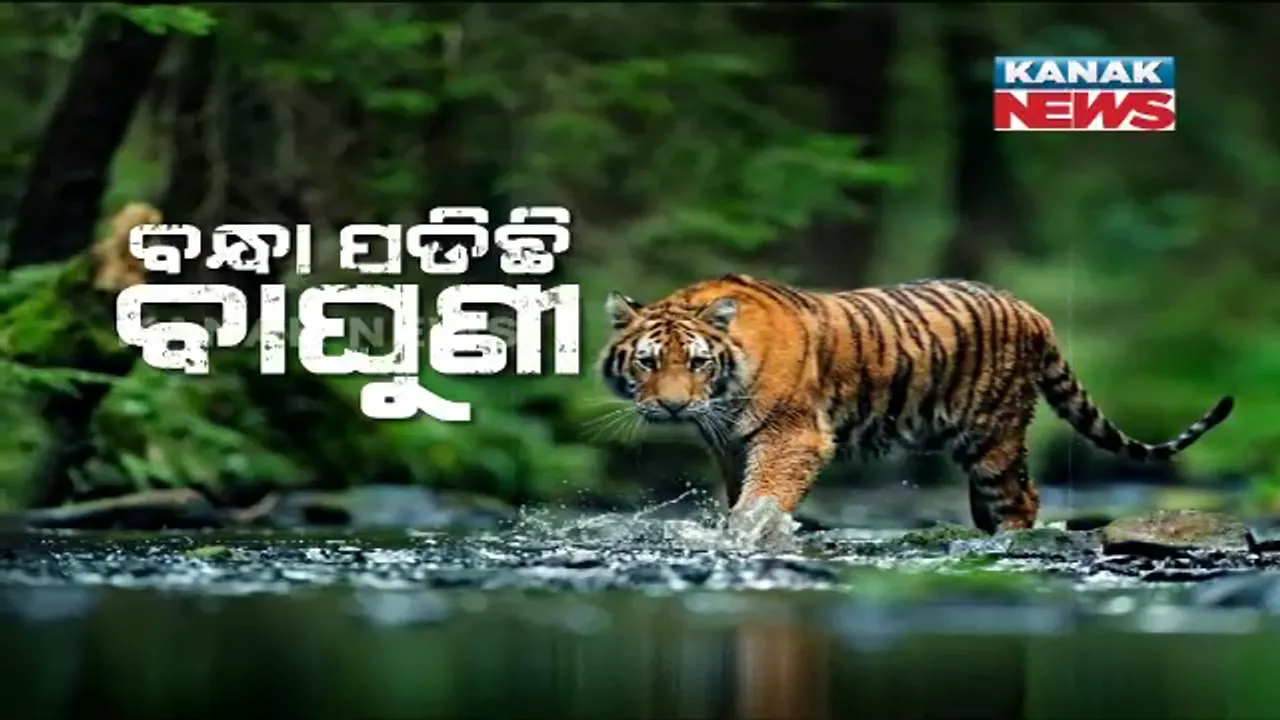  ପୁଣି ଟ୍ରାଙ୍କୁଲାଇଜ୍ ହେଲା ବାଘୁଣୀ ‘ସୁନ୍ଦରୀ’ । ଦୁଇ ବର୍ଷରେ ତୃତୀୟ ଥର ପାଇଁ କରାଗଲା ଟ୍ରାଙ୍କୁଲାଇଜ୍, ବେକରୁ କଢାଗଲା ରେଡ଼ିଓ କୋଲାର ।