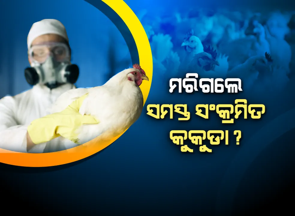  ବାର୍ଡ ଫ୍ଲୁ ଭୂତାଣୁ ଆତଙ୍କ : ଓୟୁଏଟିରେ ୧୦୦୦ କୁକୁଡାକୁ ମାରିଲା ରାପିଡ ରେସପନ୍ସ ଟିମ୍, ୧୦ କିଲୋମିଟର ପରିଧି ଉପରେ ରହିଛି ସତର୍କ ଦୃଷ୍ଟି । 
