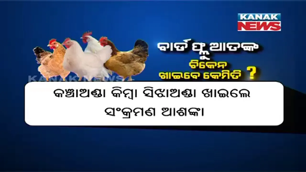  ବାର୍ଡ ଫ୍ଲୁ ଆତଙ୍କ : ଆଜି ବି ଜାରି ରହିବ କୁକୁଡା ମରା ଅଭିଯାନ, ଲୋକ ଚିକେନ ଖାଇବେ କି ନାହିଁ ଚିନ୍ତାରେ ପଡିଲେ