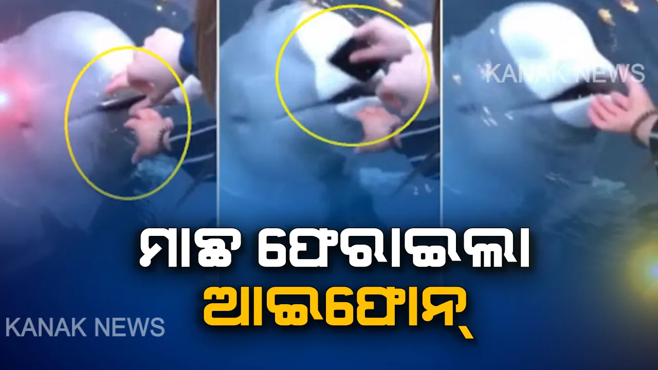  ସମୁଦ୍ର ପାଣିରେ ପଡିଲା ଆଇଫୋନ୍ , ପାଟିରେ ଫୋନ୍ ଧରି ଯୁବତୀଙ୍କୁ ଫେରାଇଲା ହ୍ୱେଲ ମାଛ। ସୋସିଆଲ୍ ମିଡିଆରେ ଭିଡିଓ ସେୟାର୍ କଲେ ଅଭିନେତ୍ରୀ ,ଦେଖନ୍ତୁ ଭିଡିଓ