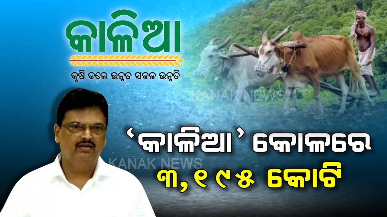  ‘କାଳିଆ’ ପାଇଁ ବଡ ଘୋଷଣା । ଚଳିତ ବଜେଟରେ କାଳିଆ ଯୋଜନା ପାଇଁ ୩, ୧୯୫ କୋଟି ଟଙ୍କା ବ୍ୟୟ ବରାଦ । ଯୋଜନାରେ ୪୩ ଲକ୍ଷ କୃଷକଙ୍କ ଖାତାକୁ ଯାଇଛି ସିଧାସଳଖ ଟଙ୍କା ।