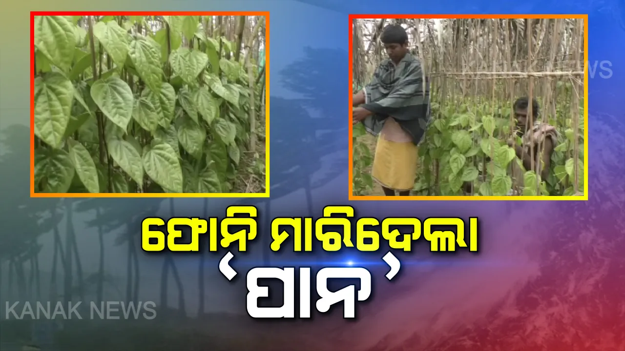  ଏବେ ବି ଫନି ମାଡରୁ ମୁକୁଳିନାହାନ୍ତି ପାନଚାଷୀ ! ସରକାରୀ ବାବୁଙ୍କ ମନମାନି ଯୋଗୁଁ କ୍ଷତିପୂରଣ ପାଇନାହାନ୍ତି ପିପିଲି ଚାଷୀ । ସମସ୍ୟାର ସମାଧାନ ଲାଗି ପ୍ରତିଶ୍ରୁତି ଦେଲେ କୃଷିମନ୍ତ୍ରୀ ।