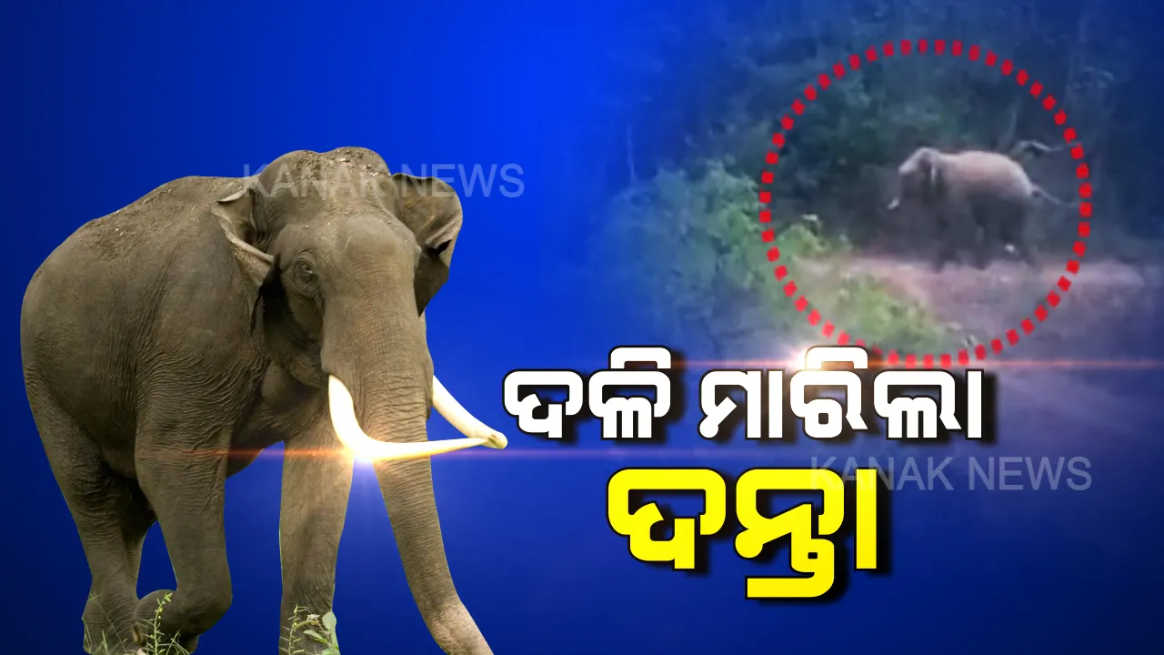  ପିପିଲିରେ ଦନ୍ତାହାତୀର ଉତ୍ପାତ । ୩ଜଣଙ୍କୁ ଦଳି ମାରିଦେଲା ଦନ୍ତା, ୫ ଗୁୁରୁତର ମେଡିକାଲରେ ଚିକିତ୍ସାଧିନ । ଦନ୍ତାକୁ କାବୁ କରିବାରେ ନାକେଦମ୍ ବନବିଭାଗ ।