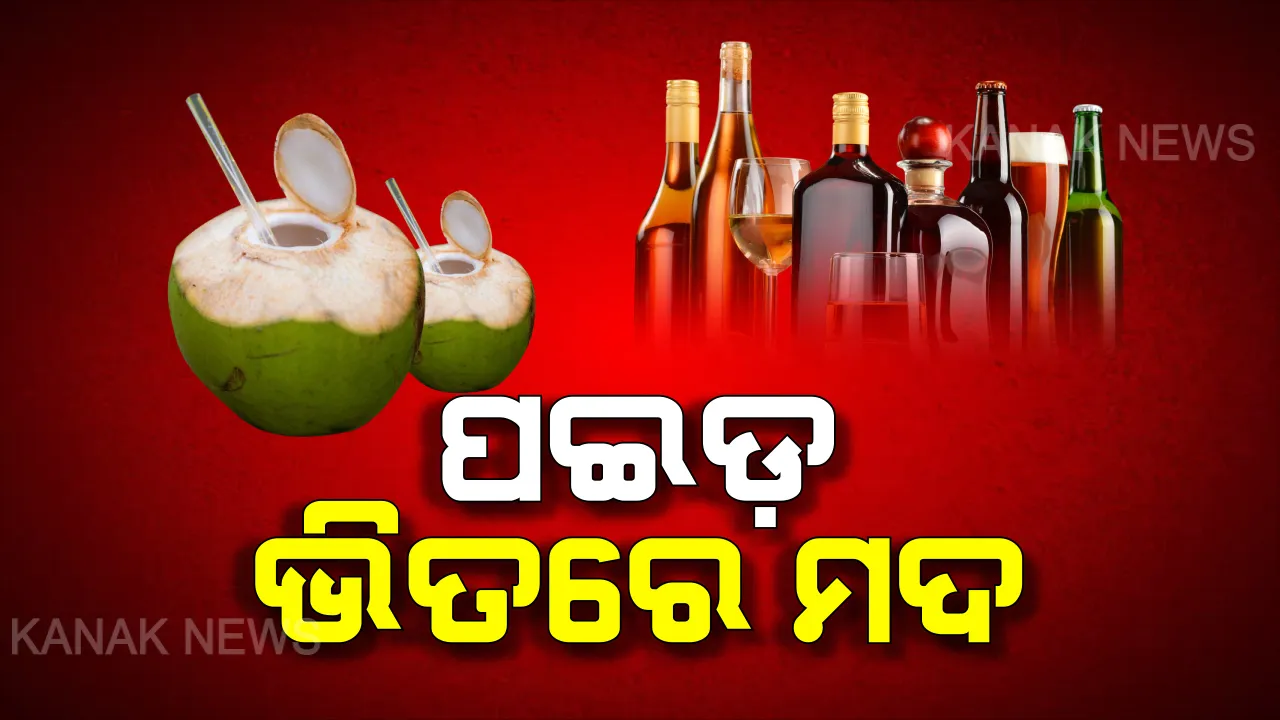  ବୋତଲରେ ନୁହେଁ ପଇଡ଼ରେ ମିଳୁଛି ମଦ । ପଇଡ଼ କାଟିଲେ ନଡ଼ିଆ ପାଣି ବଦଳରେ ବାହାରୁଛି ନାଲିପାଣି ।
