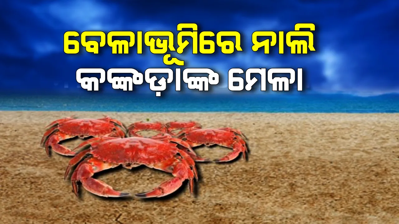  ଅସ୍ତରଙ୍ଗ ଦେବୀ ମୂହାଣ ବେଳାଭୂମିରେ ନାଲି କଙ୍କଡାଙ୍କ ମେଳା : ଧୂସର ବାଲି ଉପରେ ରେଡ କାର୍ପେଟର ଭ୍ରମ, ଗମନାଗମନର ସୁବିଧା ନଥିବାରୁ ହେନ୍ତାଳ ବଣ ଓ ଜୈବ ବିବିଧତା ଦେଖିବାରୁ ପର୍ଯ୍ୟଟକ ବଞ୍ଚିତ