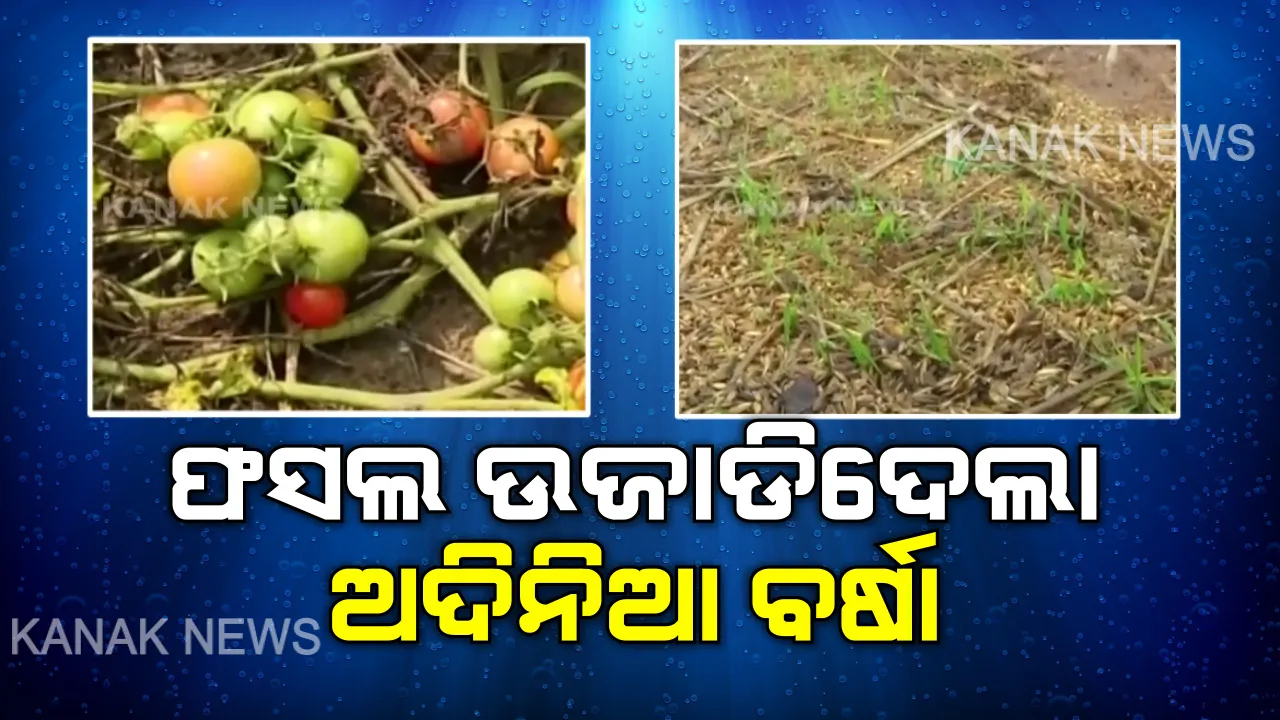  ଅଦିନିଆ ବର୍ଷା ଉଜାଡି ଦେଲା ଫସଲ । ଖଳାରେ ଗଜା ହୋଇଗଲା ଧାନ, ନଷ୍ଟ ହୋଇଗଲା ଏକର ଏକର ଜମିର ଫସଲ ।