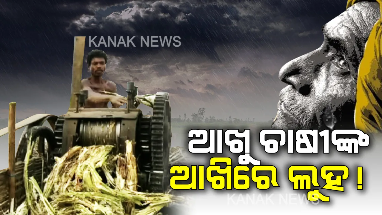  ଆଖୁରୁ ଗୁଡ଼ ପ୍ରସ୍ତୁତ କରୁଥିବା ଚାଷୀଙ୍କ ଦୁଃଖ । ପରିଶ୍ରମ ମୁତାବକ ପାରିଶ୍ରମିକ ମିଳୁନଥିବା ଅଭିଯୋଗ, ସୁବିଧା ନଥିବାରୁ ଶସ୍ତାରେ ଦଲାଲଙ୍କୁ ବିକୁଛନ୍ତି ହାତ ତିଆରି ଗୁଡ ।