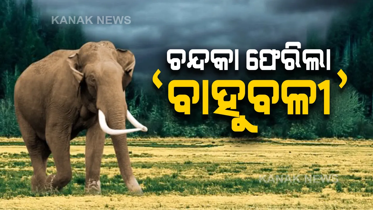  ଉତ୍ପାତ ମଚେଇ ଚନ୍ଦକା ଫେରିଲା ‘ବାହୁବଳୀ’। ୪ ଜଣଙ୍କୁ ଦଳି, କାନ୍ଥ ପାଚେରୀ ଭାଙ୍ଗି ଶେଷରେ ଜଙ୍ଗଲ ଫେରିଗଲା ନରହନ୍ତା ଦନ୍ତା