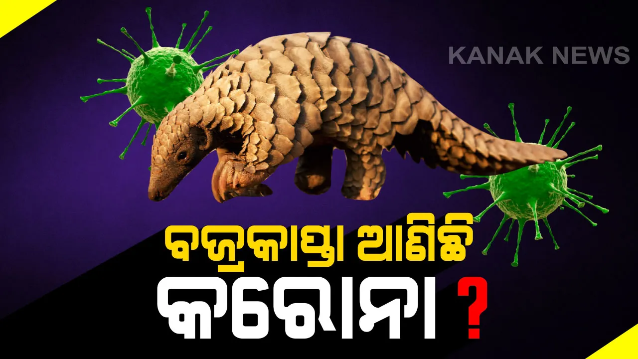  ‘କରୋନା’କୁ ନେଇ ଆସୁଛି ଭିନ୍ନ ଭିନ୍ନ ତଥ୍ୟ: ବାଦୁଡି ପରେ ଏବେ ଚର୍ଚ୍ଚାରେ ବଜ୍ରକାପ୍ତା; ଦକ୍ଷିଣ ଚୀନ କୃଷି ବିଶ୍ୱବିଦ୍ୟାଳୟ କହିଲା, ମାରାତ୍ମକ ଭୂତାଣୁର ବାହକ ହୋଇପାରେ ସ୍ତନ୍ୟପାୟୀ ପ୍ରାଣୀ