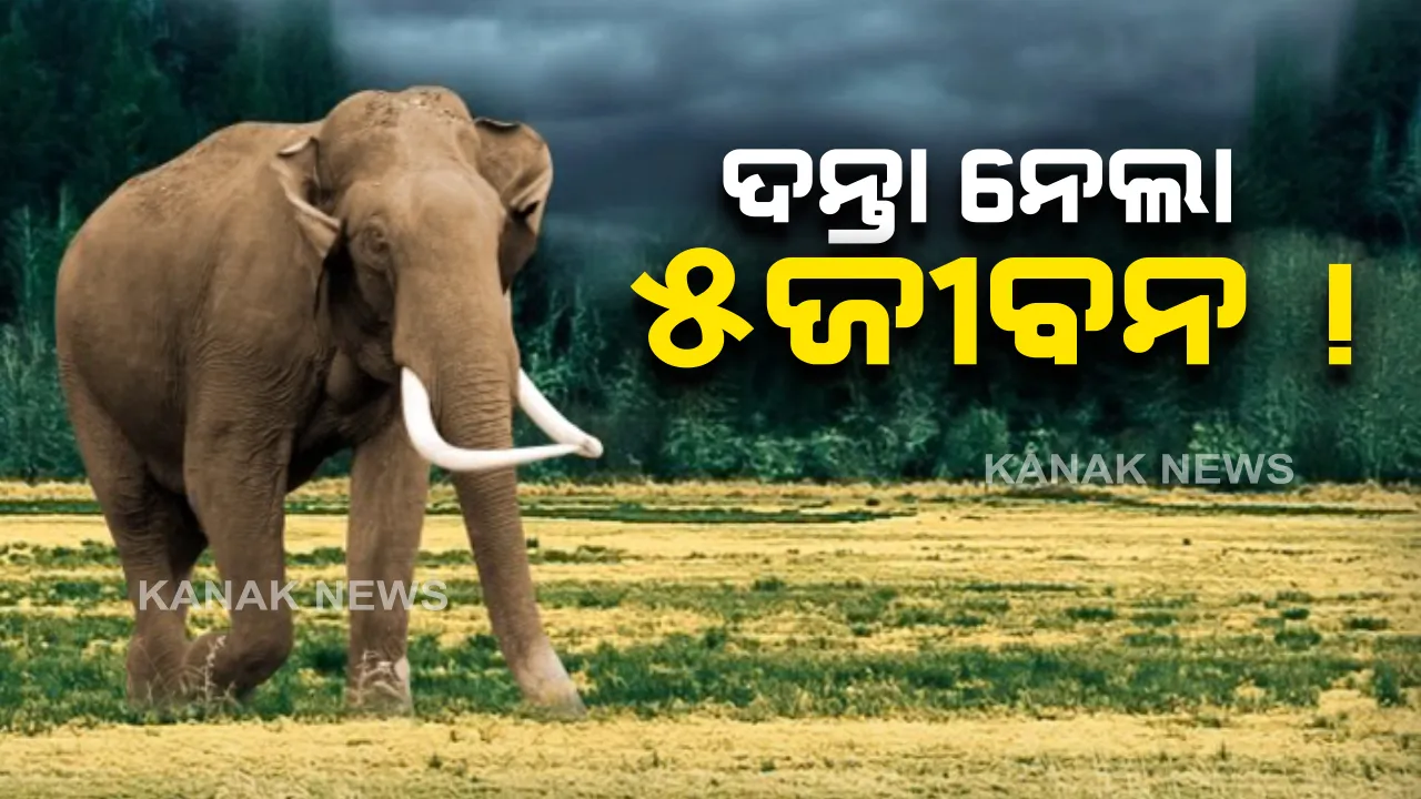  ଦନ୍ତା ନେଲା ୫ ଜୀବନ । ପିପିଲି-ଡେଲାଙ୍ଗ ଅଂଚଳରେ ଉତ୍ପାତ ମଚାଇଥିବା ବଣୁଆ ହାତୀ ଜଟଣୀ ମୁହାଁ : ହାତୀ ଘଉଡାଇବାରେ ଲାଗିଛନ୍ତି ବନବିଭାଗର ୭୦ କର୍ମଚାରୀ