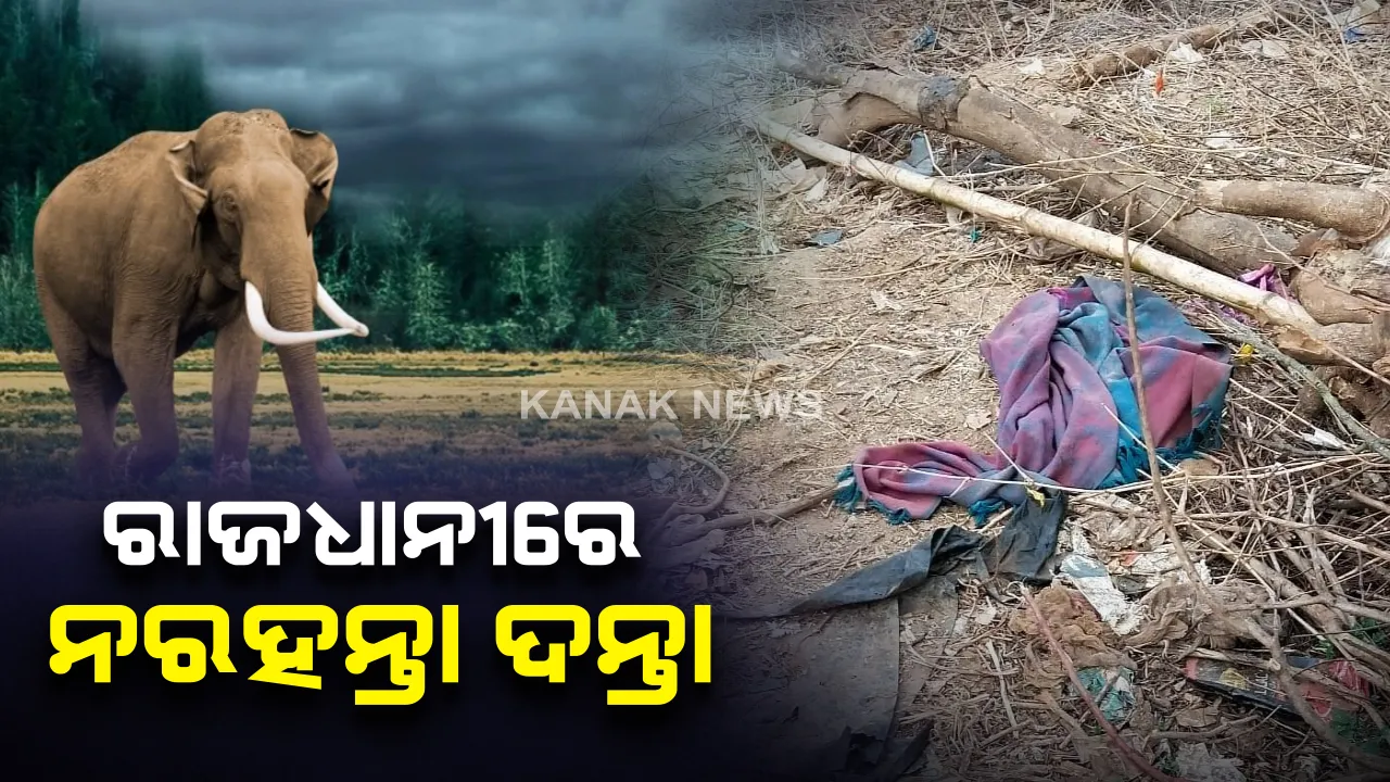  ଭୁବନେଶ୍ୱରରେ ନରହନ୍ତା ଦନ୍ତା ! ପାତ୍ରପଡା ମେଡିସିନାଲ ଗାର୍ଡେନରେ ଦନ୍ତାହାତୀକୁ ଠାବ କଲା ବନବିଭାଗ । ପୁଣି ଦନ୍ତା ଆକ୍ରମଣରେ ଜଣେ ମହିଳା ଗୁରୁତର