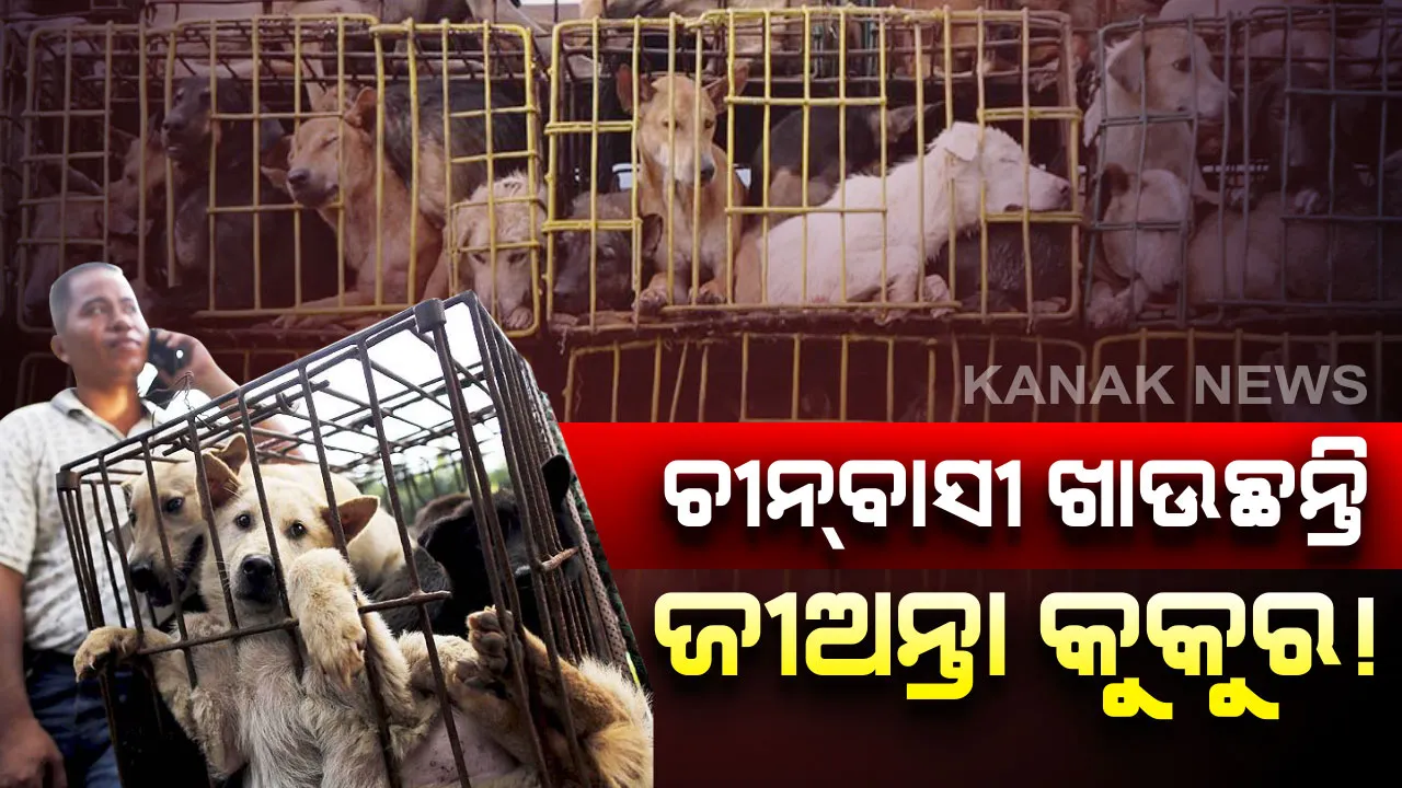  ଧନ୍ୟ ତୁମେ ଚୀନବାସୀ...କରୋନା ଭାଇରସର ଭୟବହତା ପରେ ବି ସୁଧୁରିନାହାନ୍ତି ଲୋକେ । ଜୀଅନ୍ତା କୁକୁରକୁ ଝୁଣି ଝୁଣି ଖାଉଛନ୍ତି ଚୀନବାସୀ ।