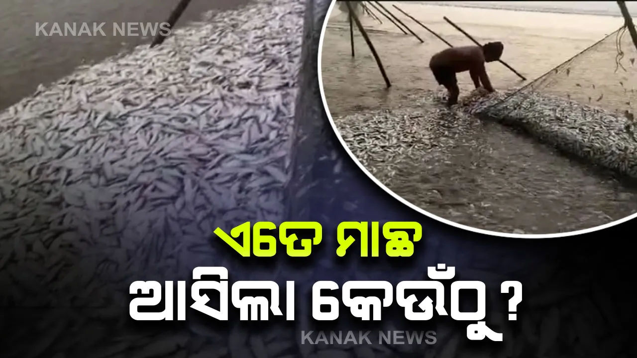  ଯୁଆଡେ ଚାହିଁବ ଖାଲି ମାଛ ଆଉ ମାଛ : ଜାଲରେ ପଡ଼ିଲା ଟନ୍‌ ଟନ୍‌ ମାଛ