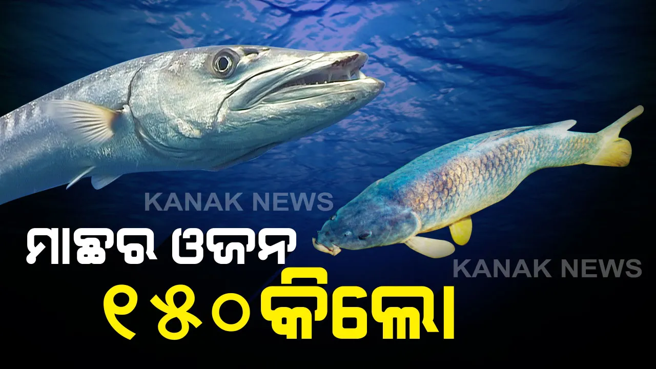  ମାଛର ଓଜନ ୧୫୦ କିଲୋ । ବିରଳ ମାଛକୁ କିଣିବାକୁ ଲାଗୁଛି ଲୋକଙ୍କ ଭିଡ, ସ୍ଥଳଭାଗରେ ବି ଦୀର୍ଘ ସମୟ ଧରି ବଞ୍ଚିପାରେ ଏହି ମାଛ ।