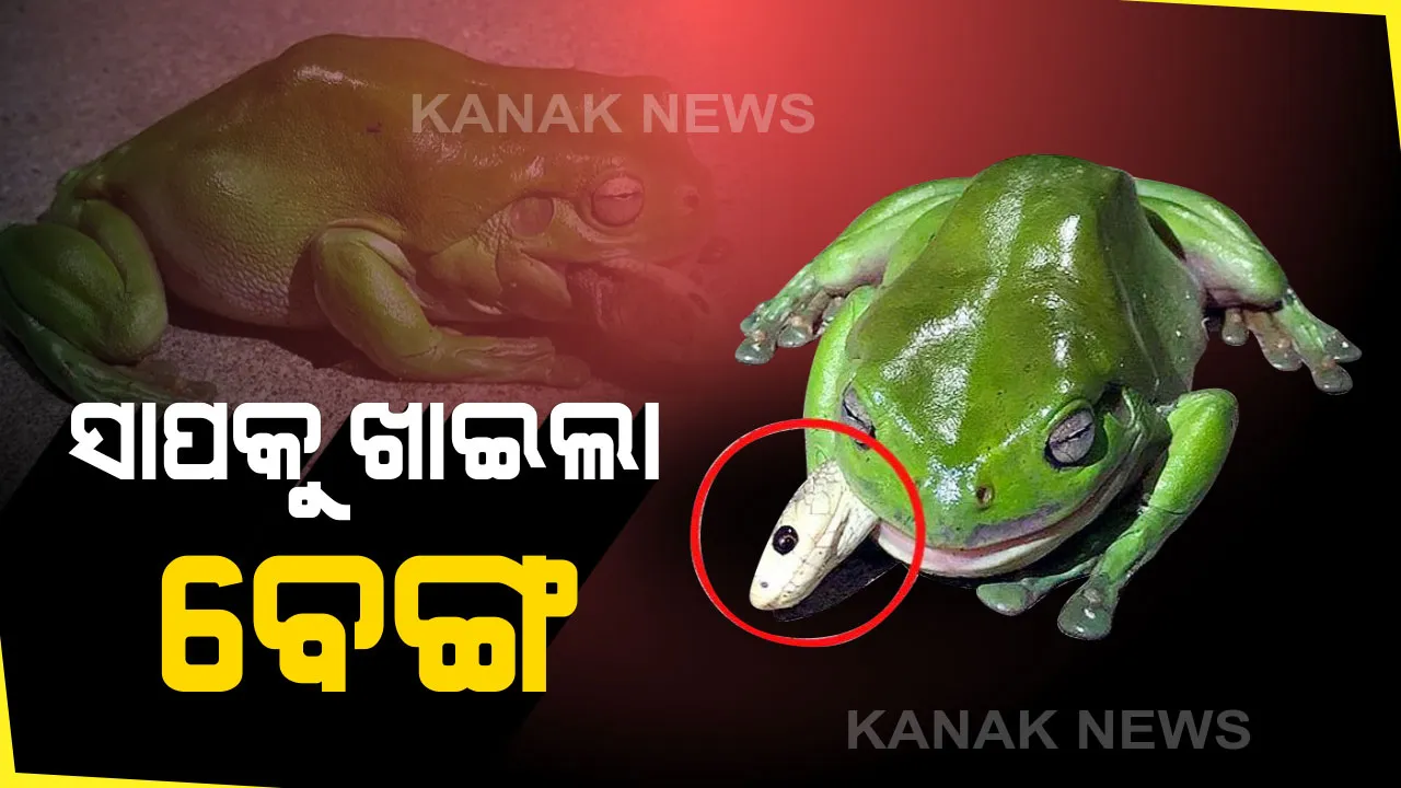  ସାପକୁ ଖାଇଲା ବେଙ୍ଗ । ଦୁନିଆର ସବୁଠୁ ଅଧିକ ବିଷଧର ସାପକୁ ଜୀଅନ୍ତା ଚୋବାଇ ଖାଇଗଲା ବେଙ୍ଗ !