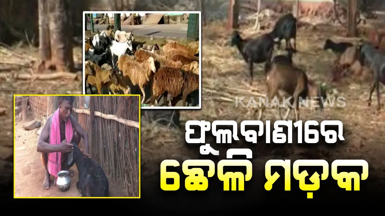  ଫୁଲବାଣୀ ଡ଼ାଙ୍ଗୁଲୁୁ ଗାଁରେ ଛେଳି ମଡ଼କ । ସପ୍ତାହକ ମଧ୍ୟରେ ଅଜଣା ରୋଗରେ ଗଲାଣି ଶହେରୁ ଅଧିକ ଛେଳିଙ୍କ ଜୀବନ