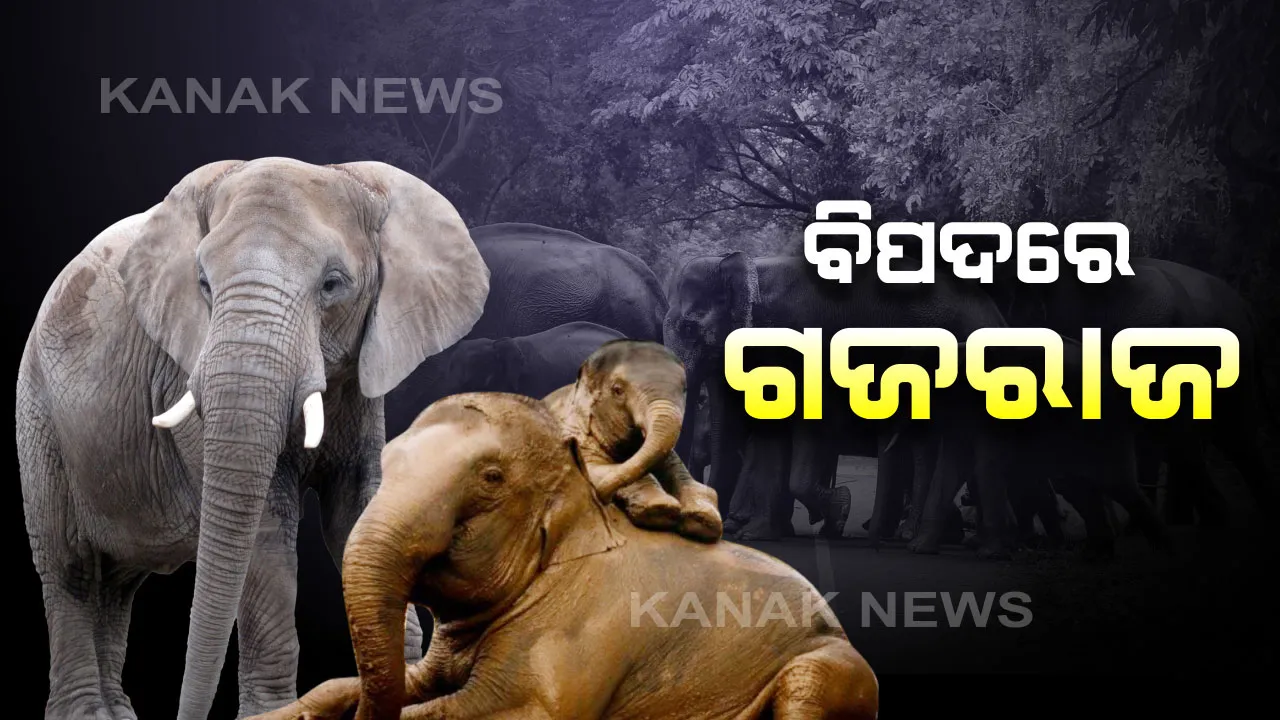  ଅସୁରକ୍ଷିତ ଗଜରାଜ: ବିଧାନସଭାରେ ତଥ୍ୟ ରଖିଲେ ବିଭାଗୀୟ ମନ୍ତ୍ରୀ; ରାଜ୍ୟରେ ଅଛନ୍ତି ମୋଟ ୧୯୭୬ଟି ହାତୀ, ବିଗତ ୩ ବର୍ଷରେ ଯାଇଛି ୨୪୬ ହାତୀଙ୍କ ଜୀବନ