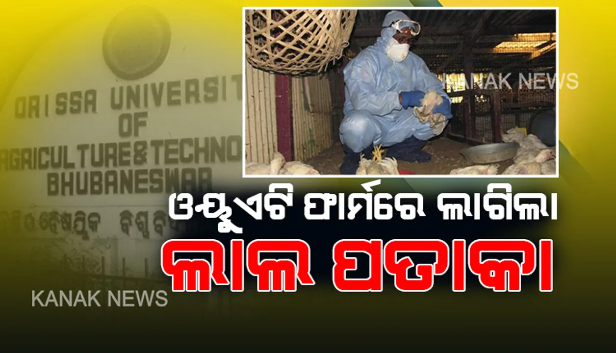  ବାର୍ଡ ଫ୍ଲୁ ଚିହ୍ନଟ ପରେ ଓୟୁଏଟି ଫାର୍ମ ସିଲ୍‌ : ଲାଗିଲା ଲାଲ ପତାକା, ଏକ ବର୍ଷ ଯାଏ କୁକୁଡ଼ା ପ୍ରଜନନ ବନ୍ଦ