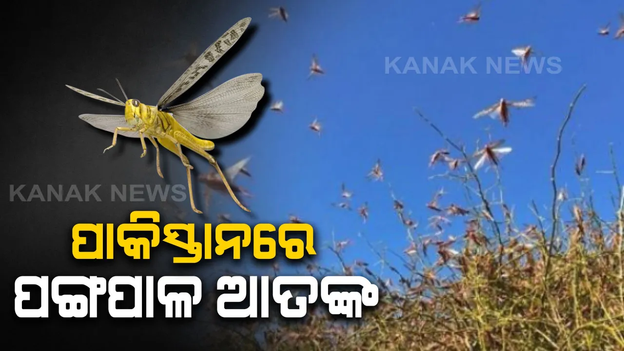 ପଙ୍ଗପାଳ ଆକ୍ରମଣ ‌ଯୋଗୁଁ ପାକିସ୍ତାନରେ ବ୍ୟାପକ ଫସଲହାନୀ : ଜରୁରୀକାଳୀନ ପରିସ୍ଥିତି ଘୋଷଣା କଲେ ଇମ୍ରାନ୍ ସରକାର