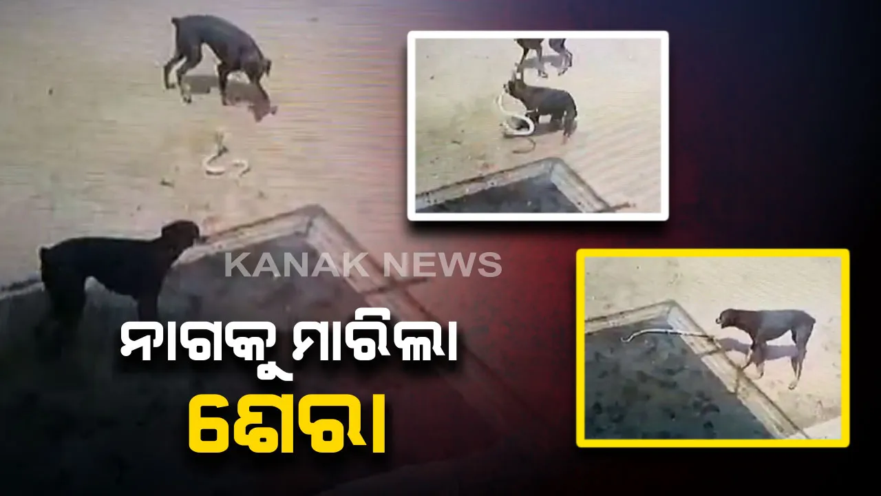  ନାଗ ସହ ୧୫ ମିନିଟର ଲଢ଼େଇ କଲା ଶେରା : ମାଲିକଙ୍କୁ ରକ୍ଷା କରିବା ପାଇଁ ଜୀବନକୁ ବାଜି ଲଗାଇ ନାଗକୁ ମାରିଲା ପୋଷା କୁକୁର,ସିସିଟିଭିରେ କଏଦ ହେଲା ଦୃଶ୍ୟ