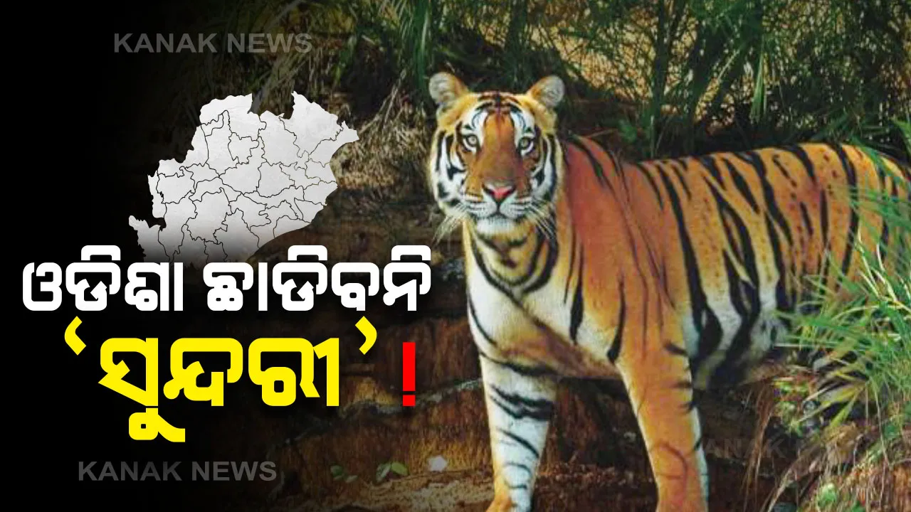  ଏବେ ଓଡିଶାରେ ରହିବ ‘ସୁନ୍ଦରୀ’ । ମଧ୍ୟପ୍ରଦେଶ କାହ୍ନା ଅଭୟାରଣ୍ୟରେ ଅଛନ୍ତି ଆଉ ୨ଟି ବାଘ । ଦୁଇ ବାଘଙ୍କ ଅନ୍ୟତ୍ର ସ୍ଥାନାନ୍ତର ପରେ ‘ବାଘୁଣୀ’କୁ କରାଯିବ ସ୍ଥାନାନ୍ତର