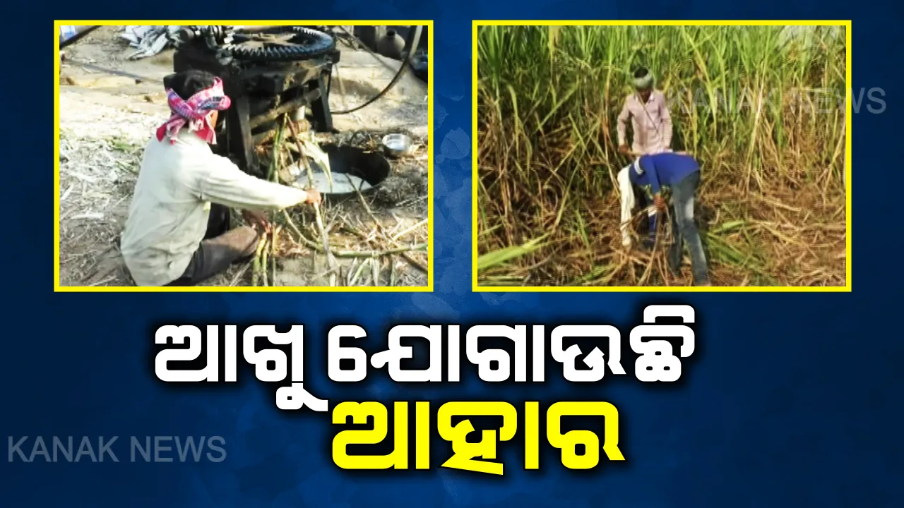  ଆହାର ଯୋଗାଉଛି ଆଖୁ : ବାଲେଶ୍ୱର ବସ୍ତା ଅଞ୍ଚଳରେ ଆଖୁରୁ ଗୁଡ ରାନ୍ଧି ପରିବାର ଚଳାଉଛନ୍ତି ୨ଶହରୁ ଅଧିକ ପରିବାର