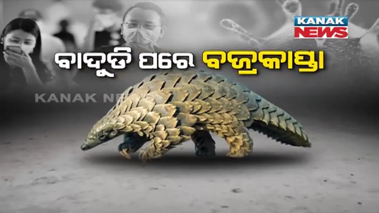  କିଏ ଆଣୁଛି କରୋନା ଭୂତାଣୁ ? ସାମ୍ନାକୁ ଆସୁଛି ନୂଆ ନୂଆ ତଥ୍ୟ, ମାରାତ୍ମକ ଭୂତାଣୁର ବାହକ ହୋଇପାରେ ବଜ୍ରକାପ୍ତା ।
